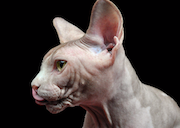 Avatar de Usuario